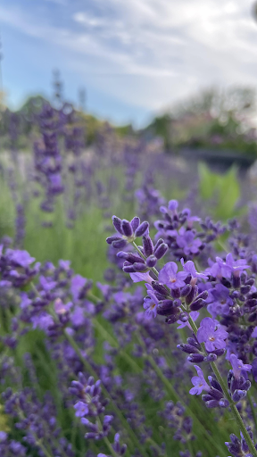 Lavender