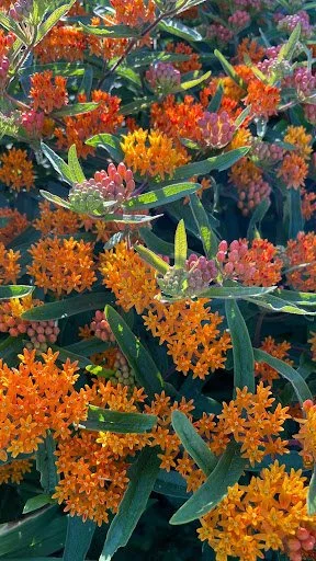 Butterfly Weed