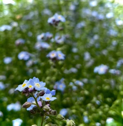 Forget-me-Nots