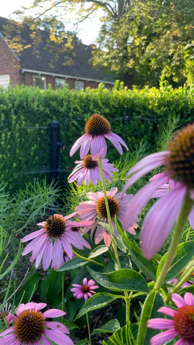 Coneflower