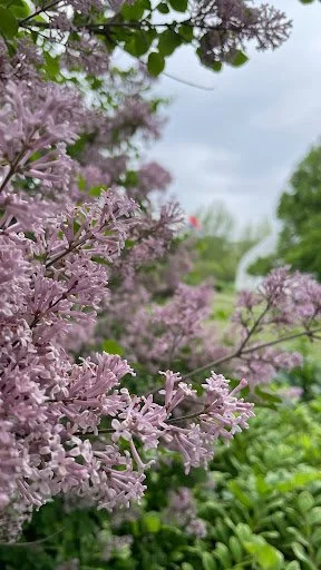 Lilac
