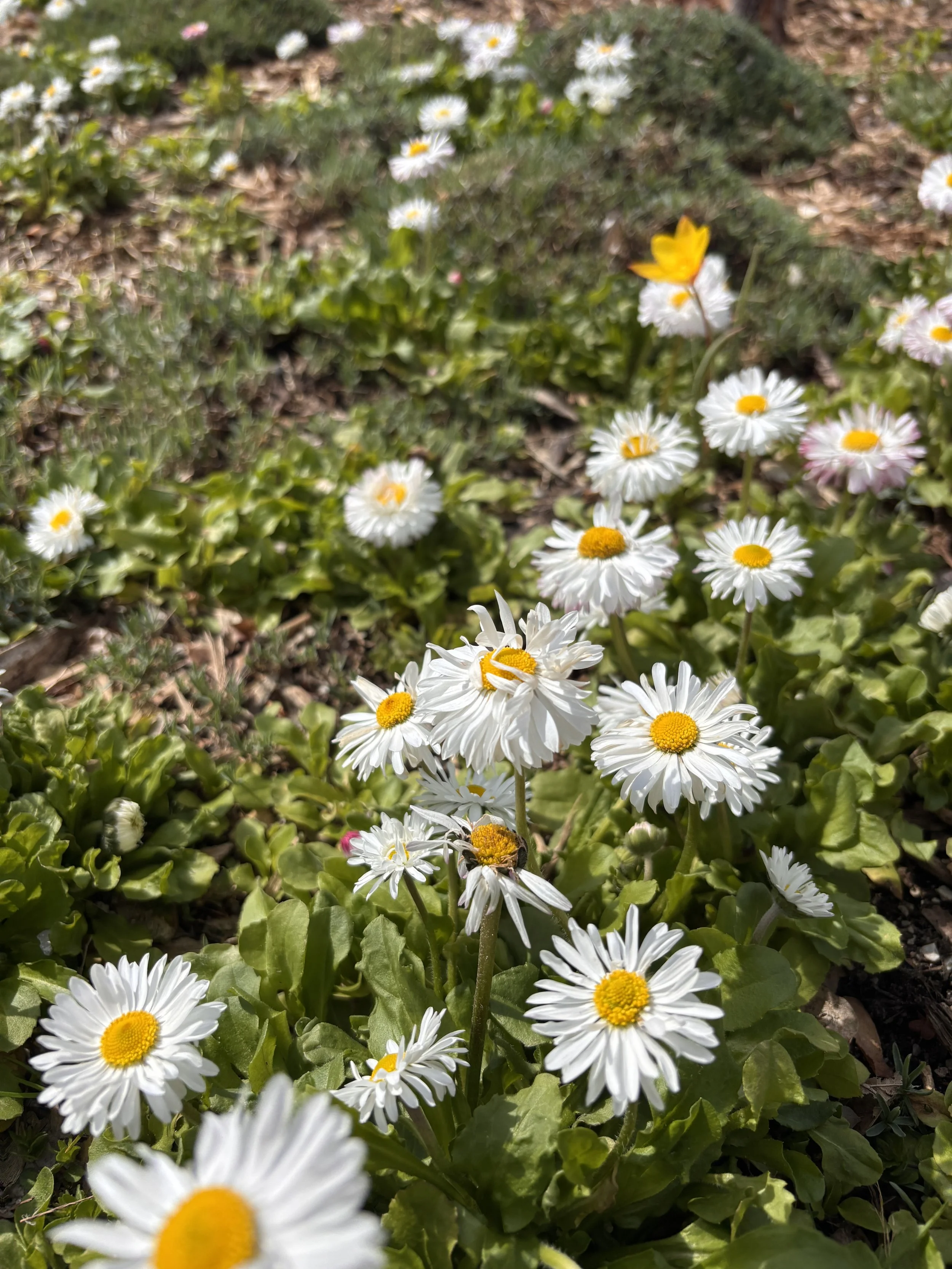 English Daisy