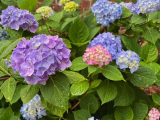 Hydrangea