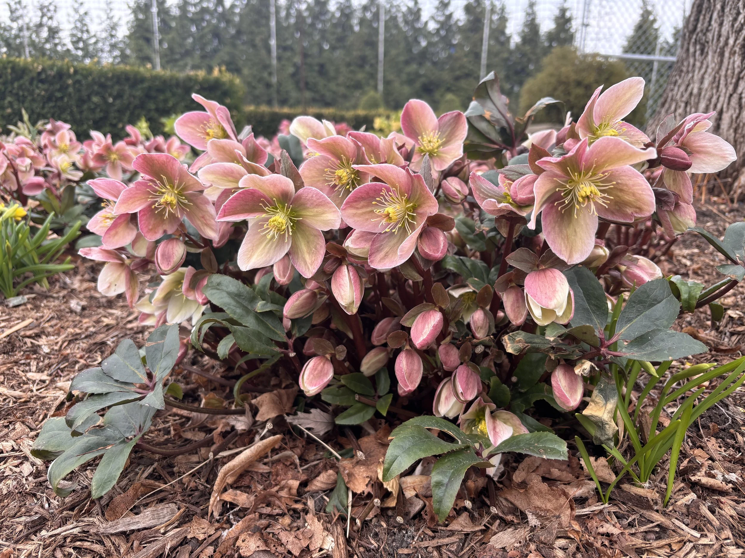 Lenten Rose