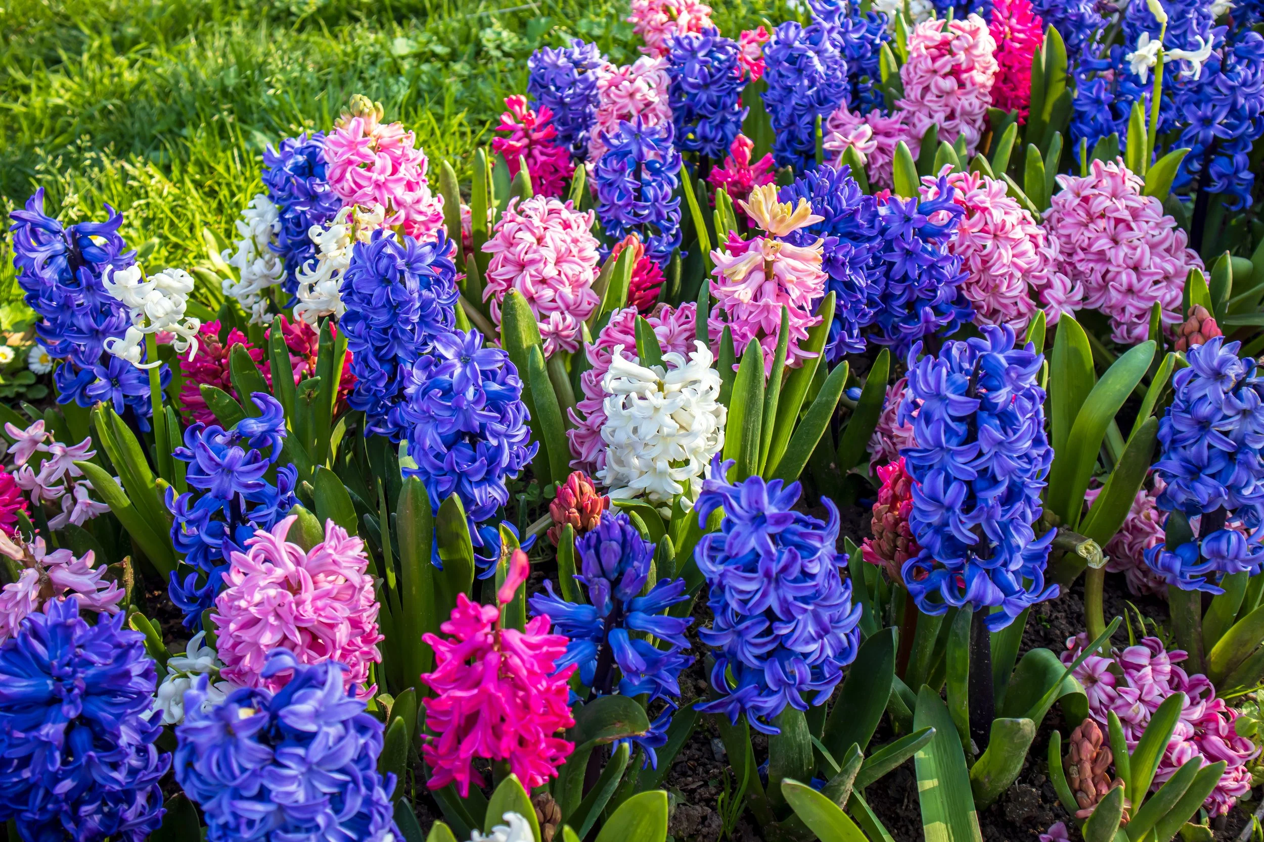 Hyacinth