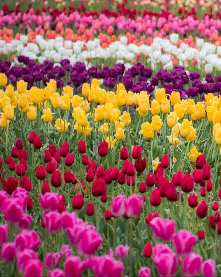 Tulips