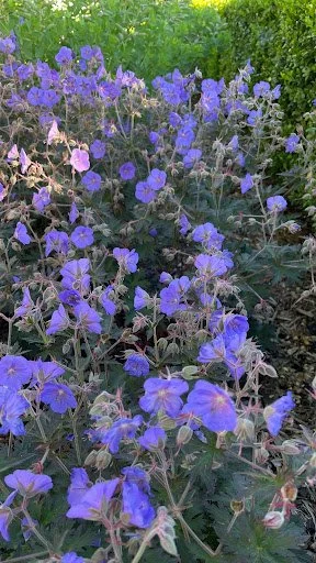 Geranium