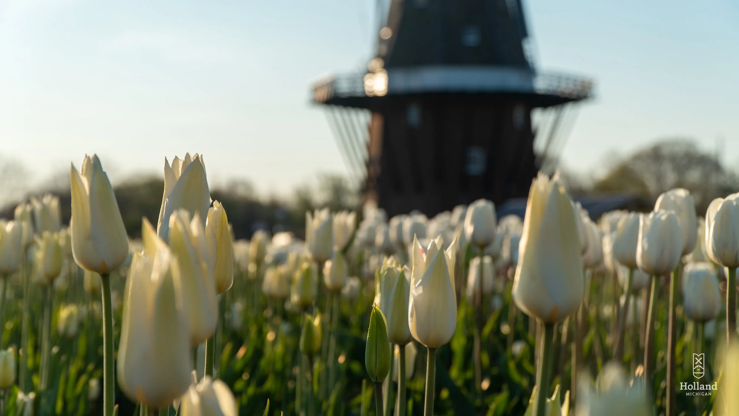 The Tulip Time Festival