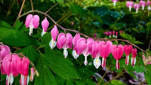 Bleeding Hearts