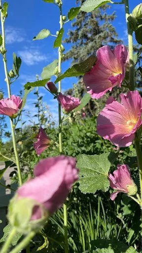 Hollyhock