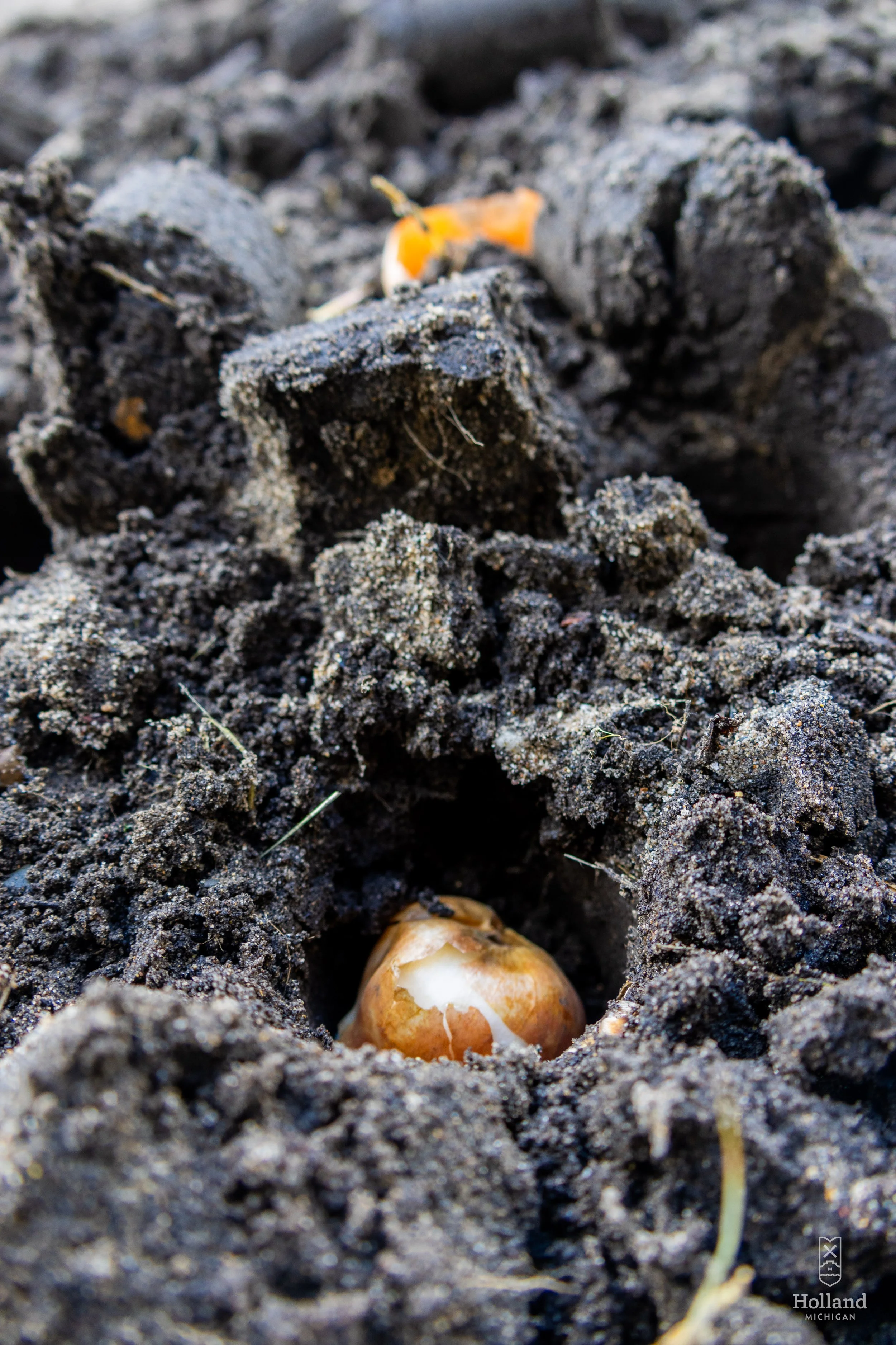 ANNUAL TULIP DIG