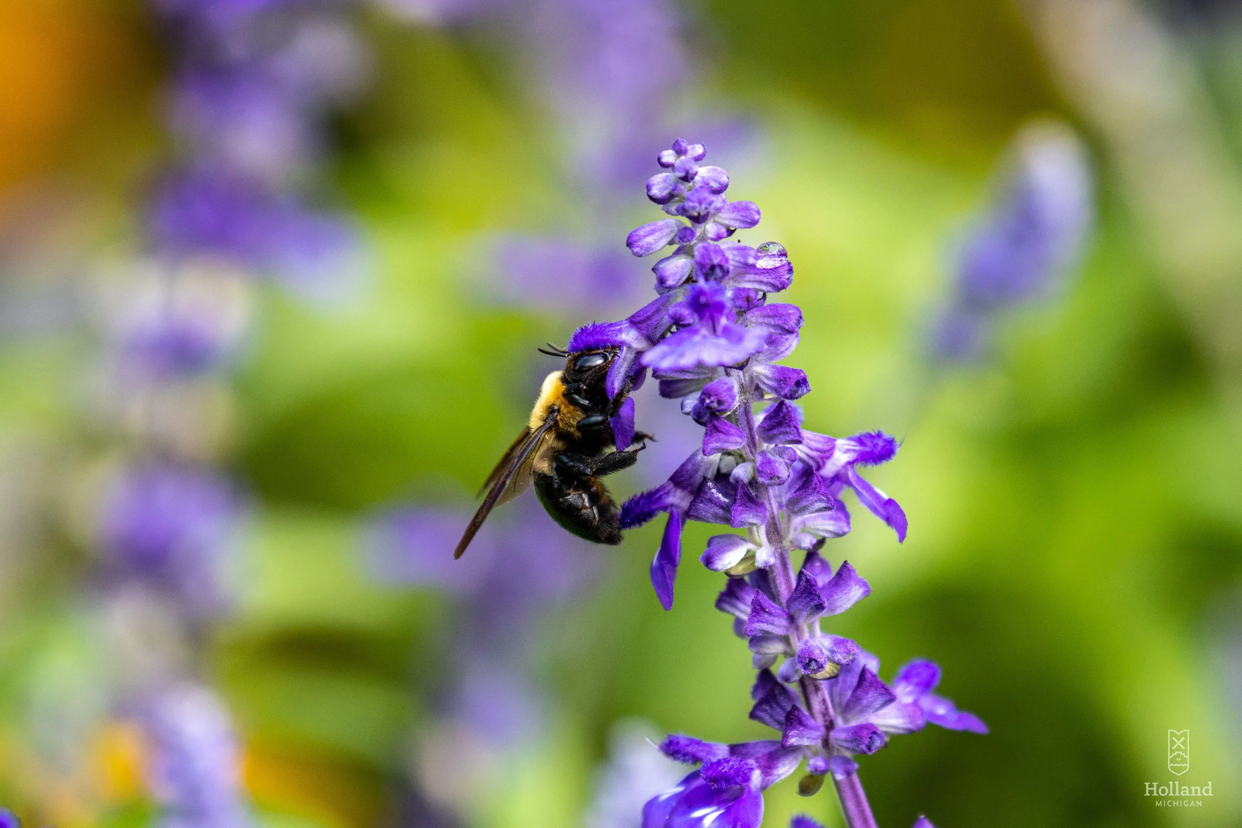 Bee on Flower