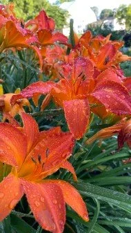 Daylily