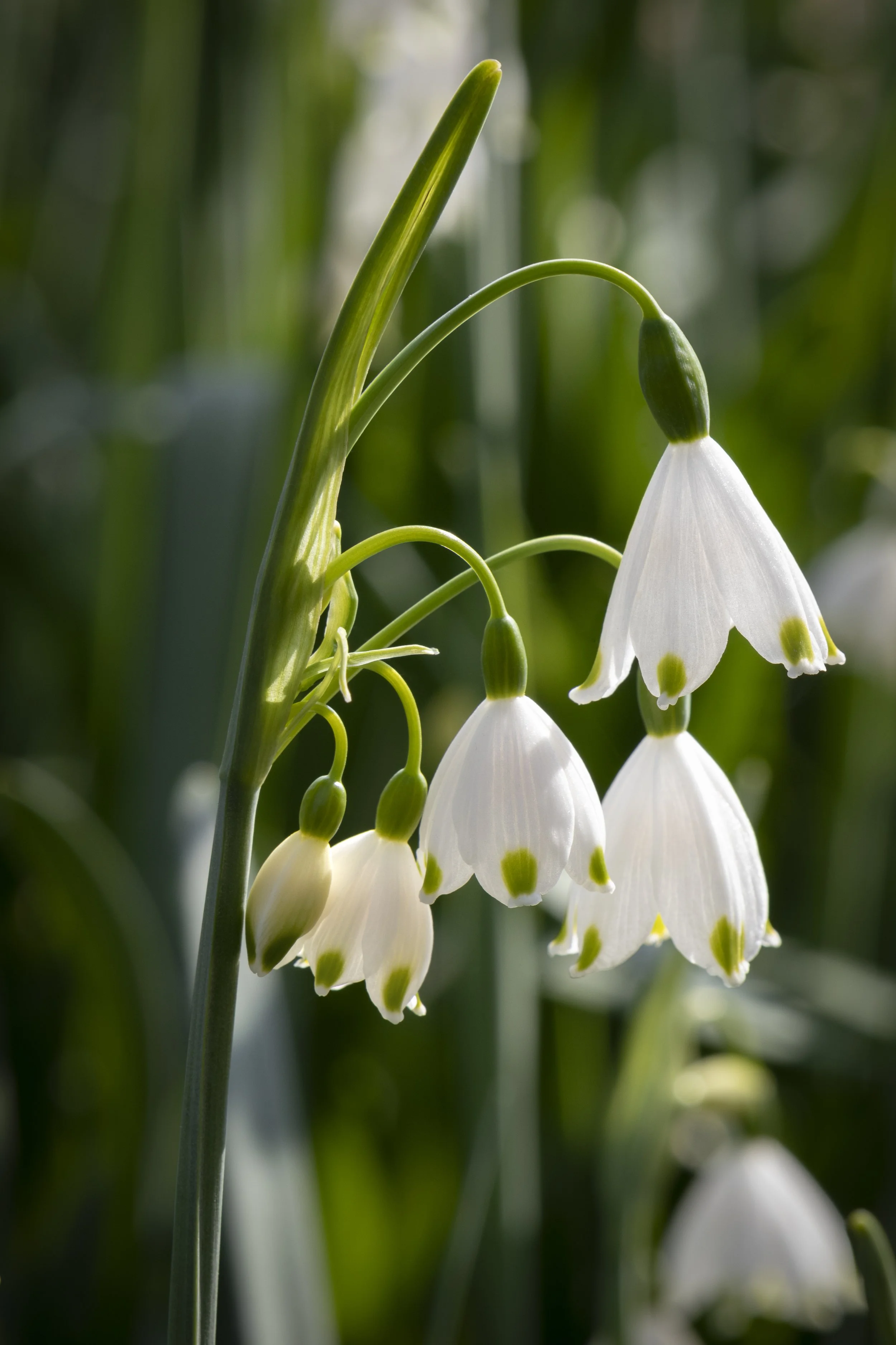 Leucojum
