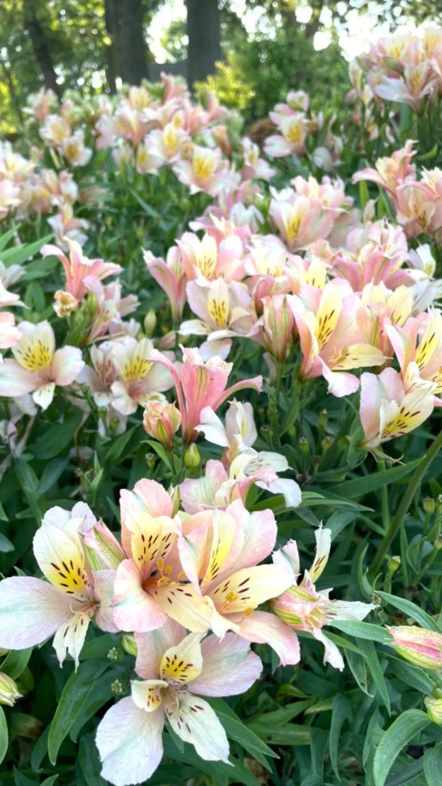 Peruvian Lily