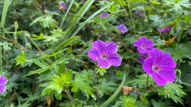 Geranium