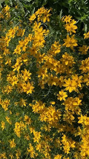 Calliopsis