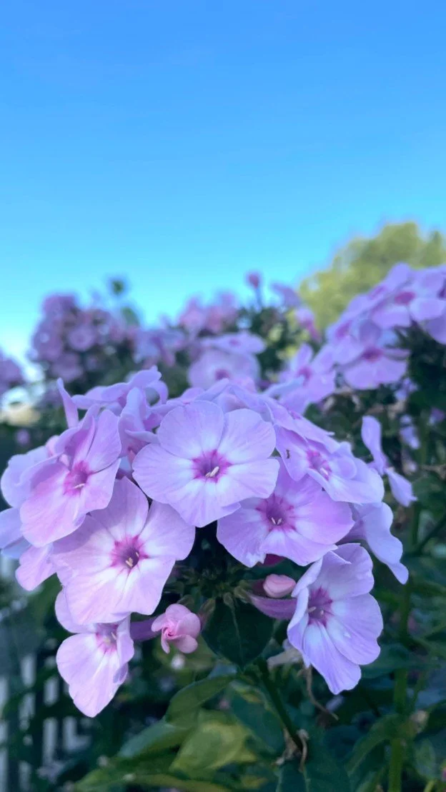 Phlox