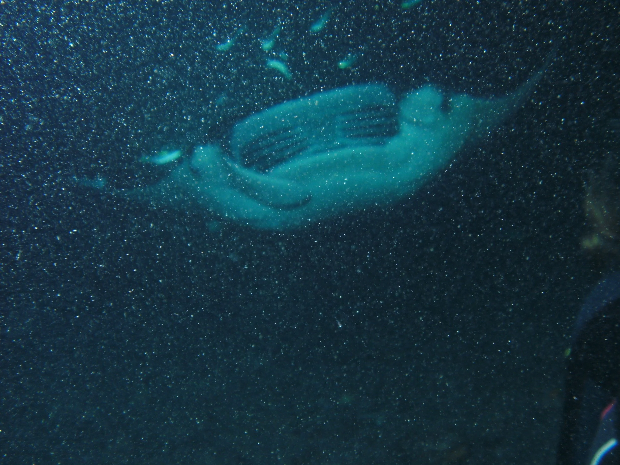 Gyotaku Upcoming in April