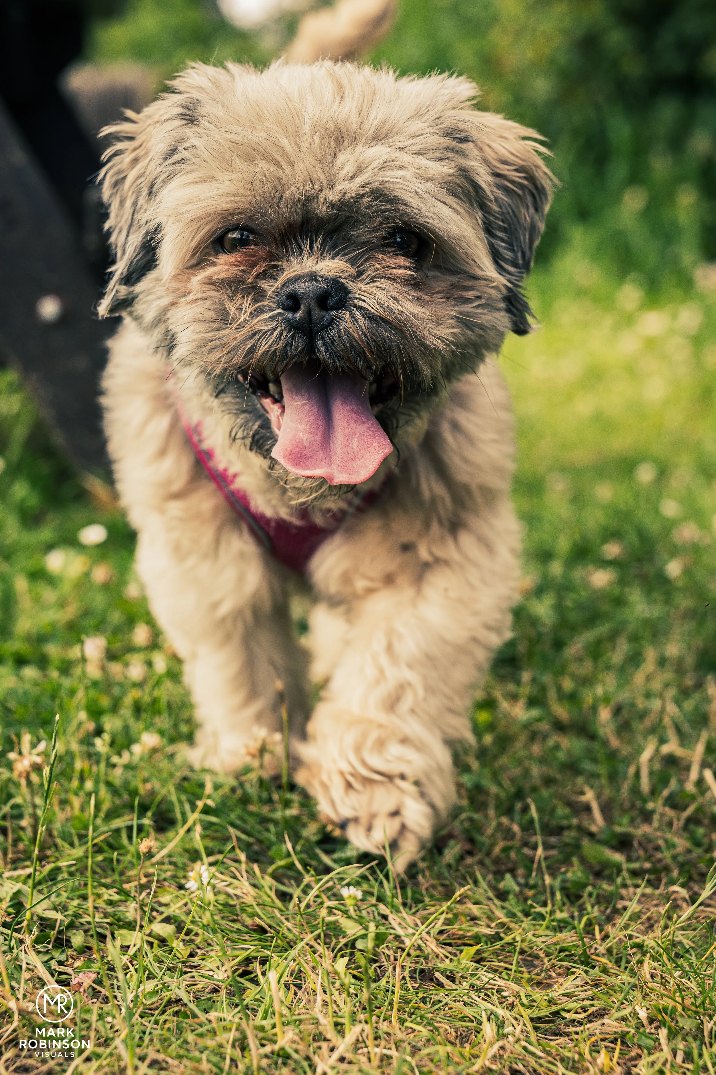 A small, fluffy dog with a scruffy coat, tongue out, running on grass with a blurred green background.