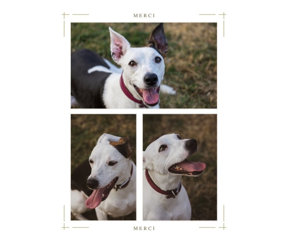 Collage of three photos of a joyful white dog with black markings, wearing a red collar, outdoors on grass, looking happy and playful.