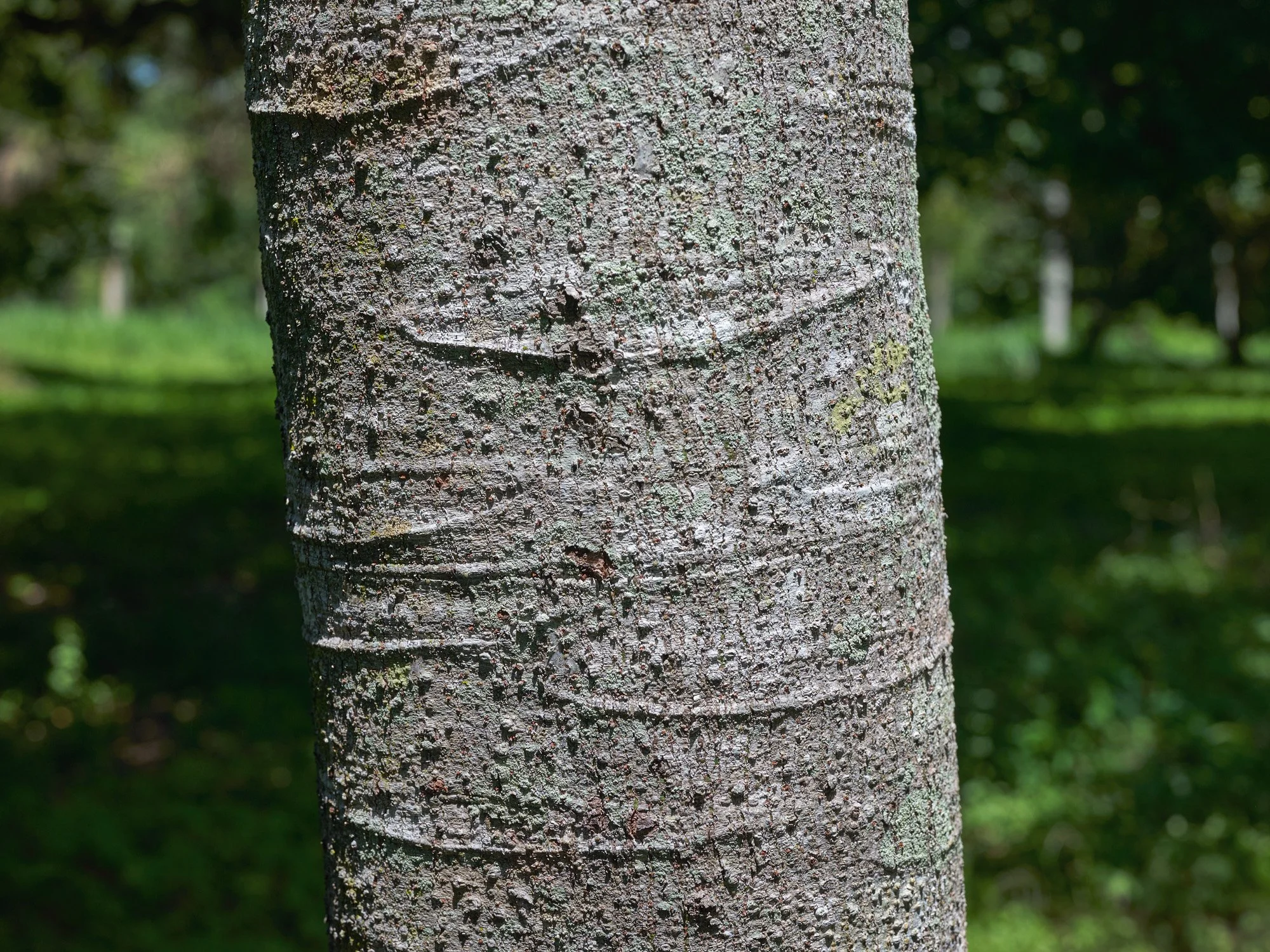 De la serie El jardín de la soledad
