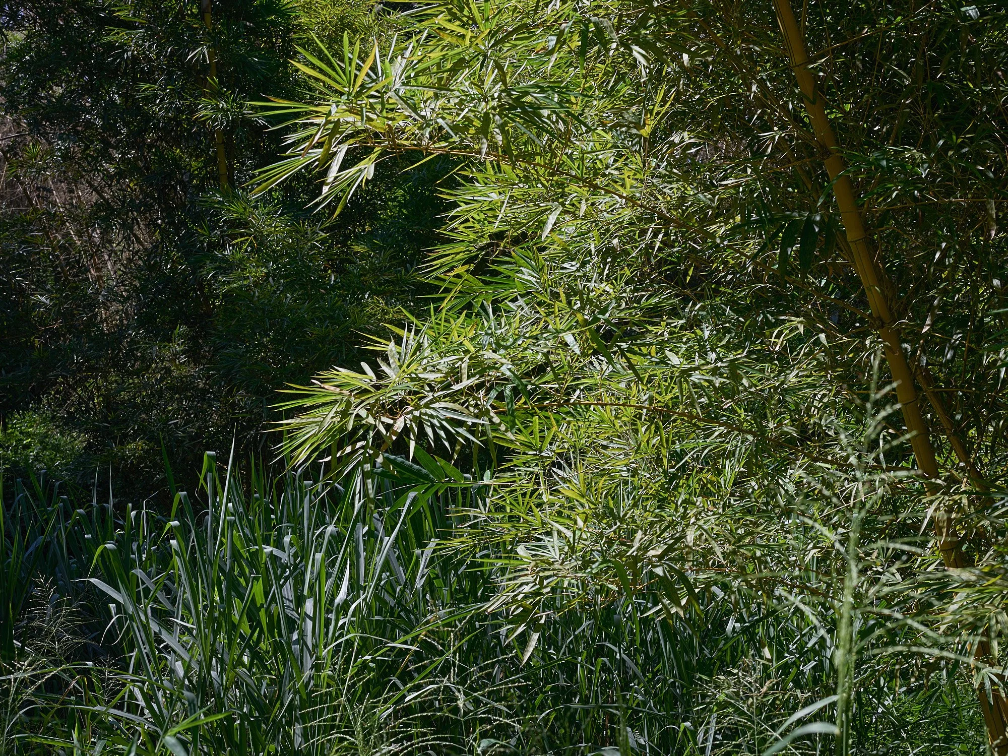 De la serie El jardín de la soledad