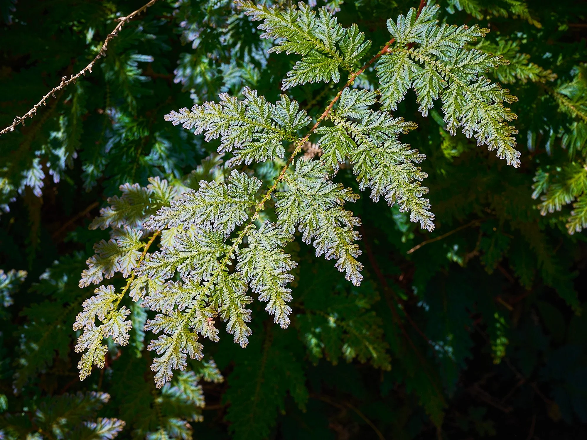 De la serie El jardín de la soledad