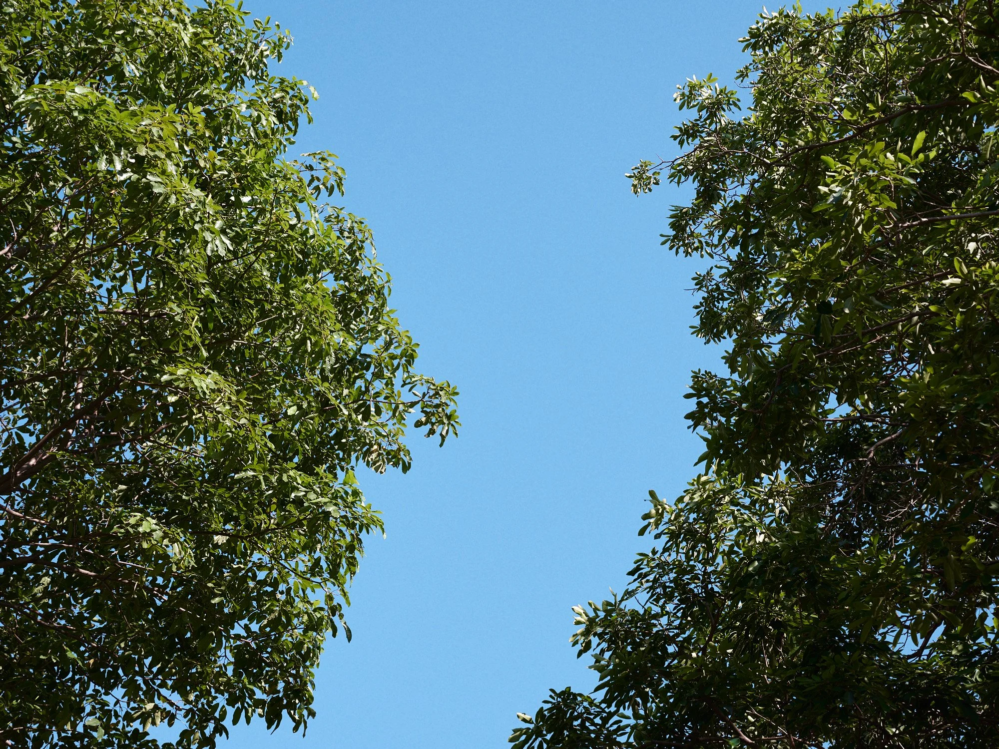 De la serie El jardín de la soledad