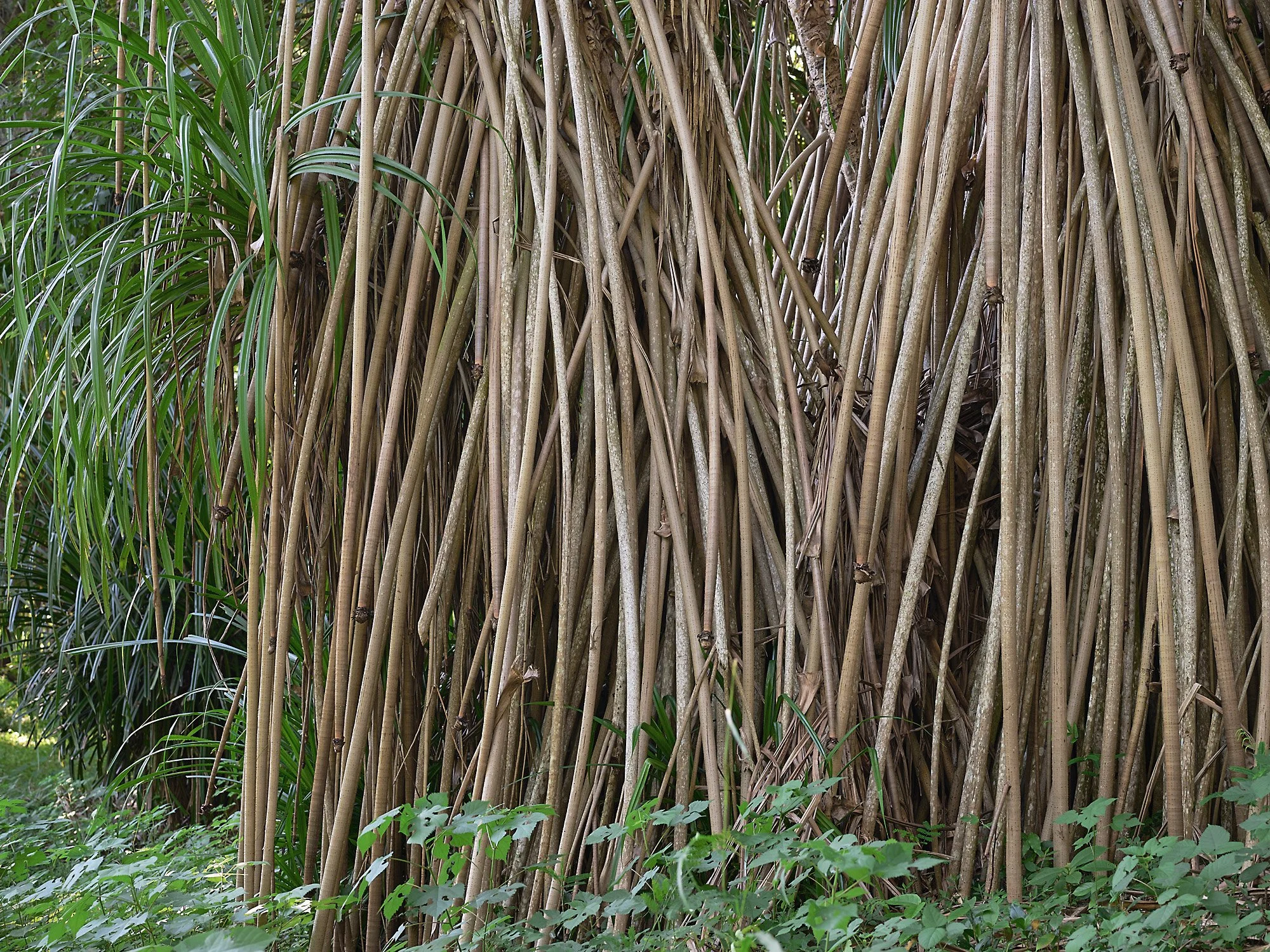 De la serie El jardín de la soledad