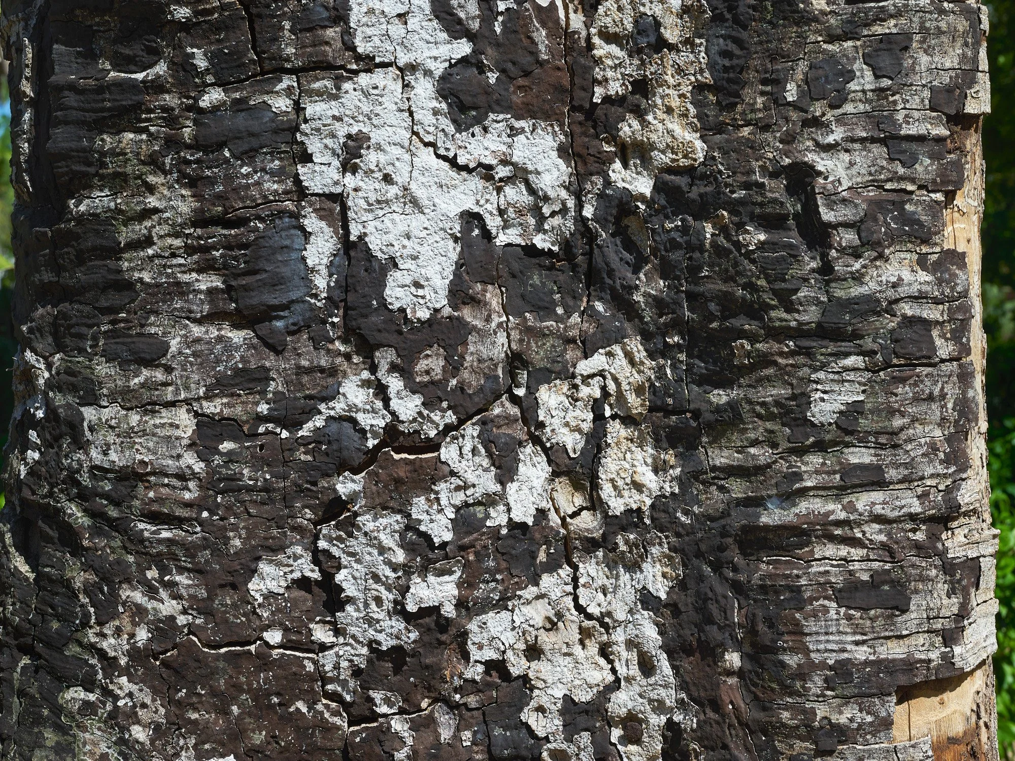 De la serie El jardín de la soledad