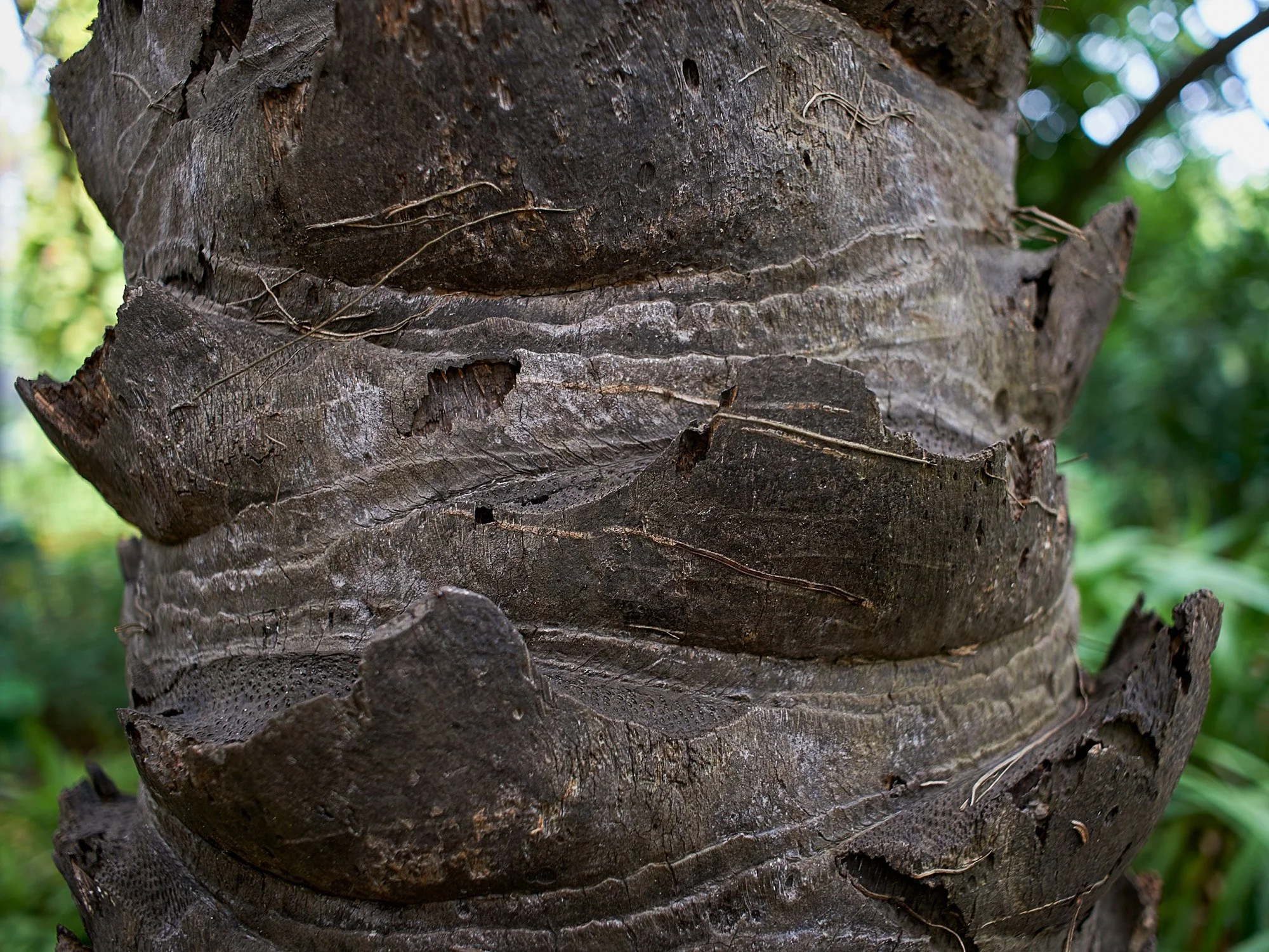 De la serie El jardín de la soledad