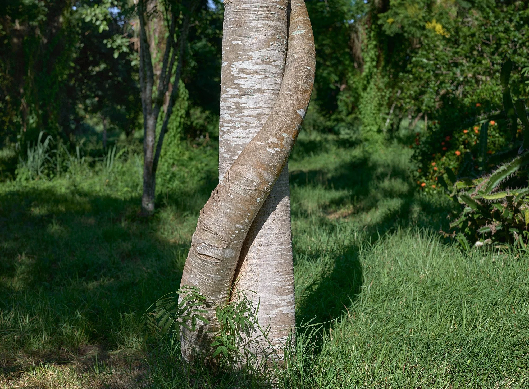 De la serie El jardín de la soledad