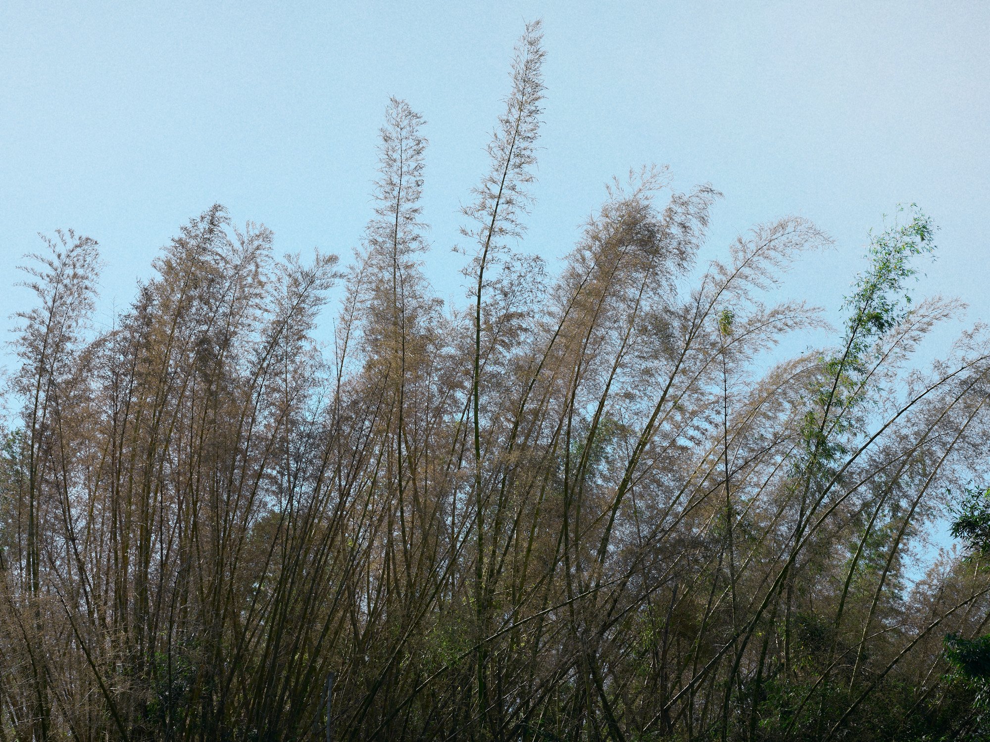 De la serie El jardín de la soledad
