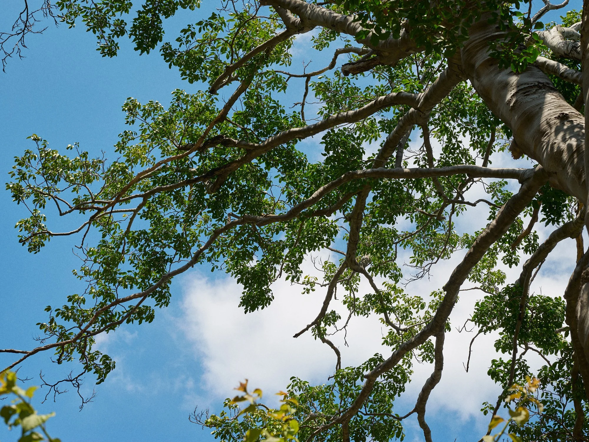 De la serie El jardín de la soledad