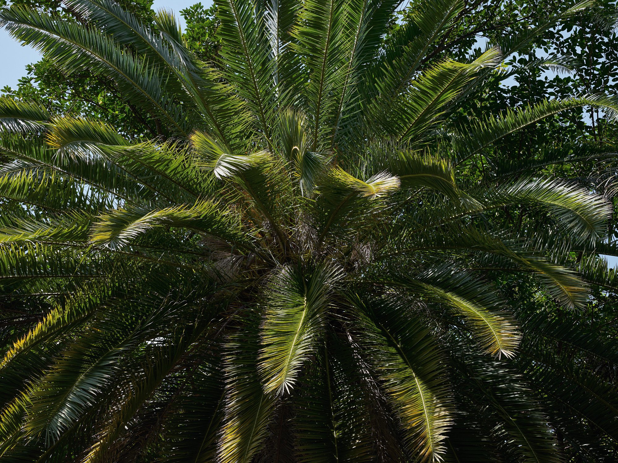 De la serie El jardín de la soledad