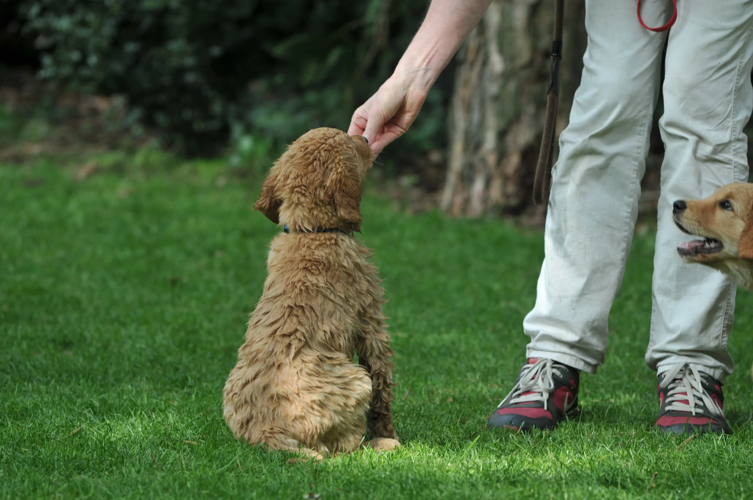 2017-08-20 puppy's in tuin J&J (72).JPG