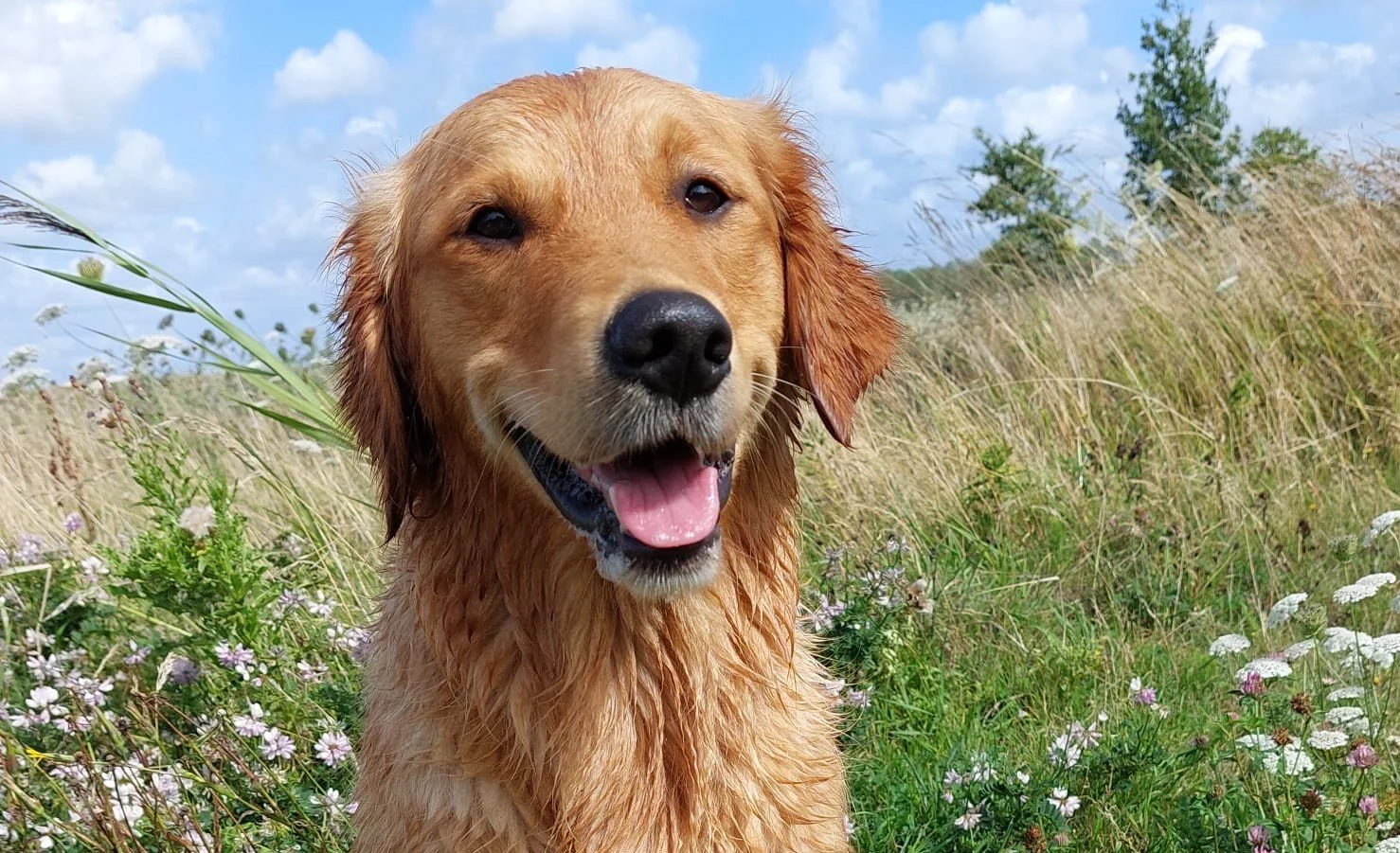 2025 Happy Billie.jpg