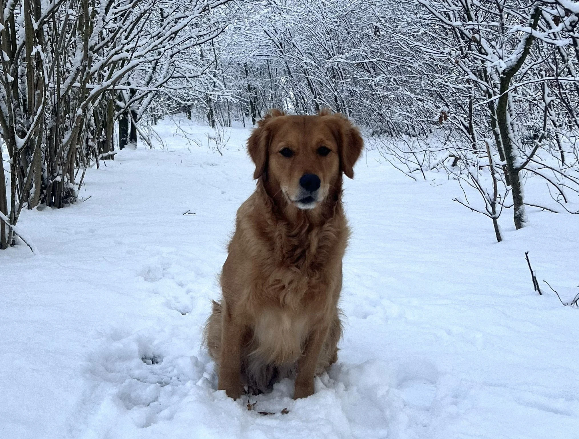 20260106  Billie sbeeuw Lunteren.jpg