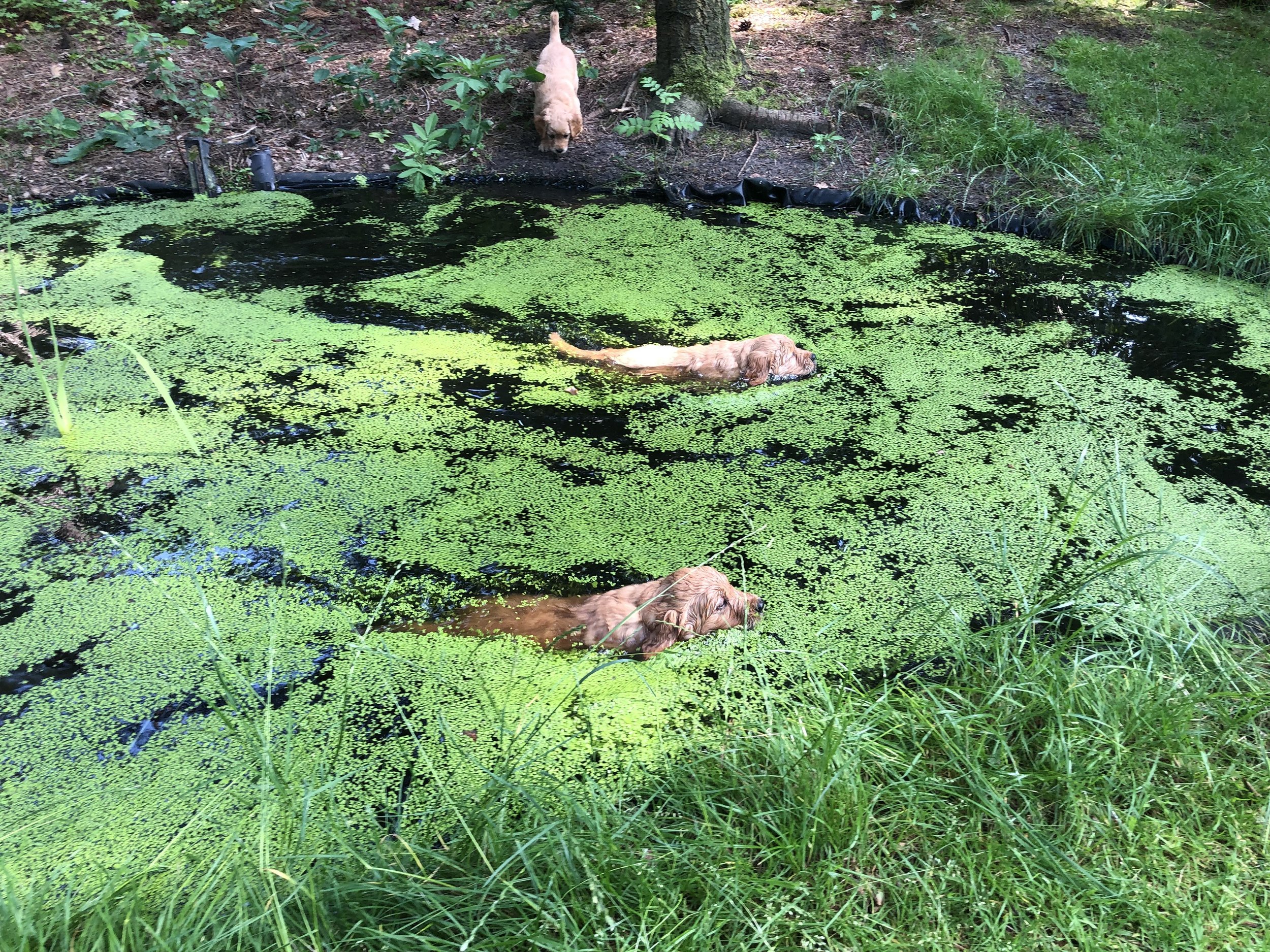 2019-06-26 zwemles.JPG