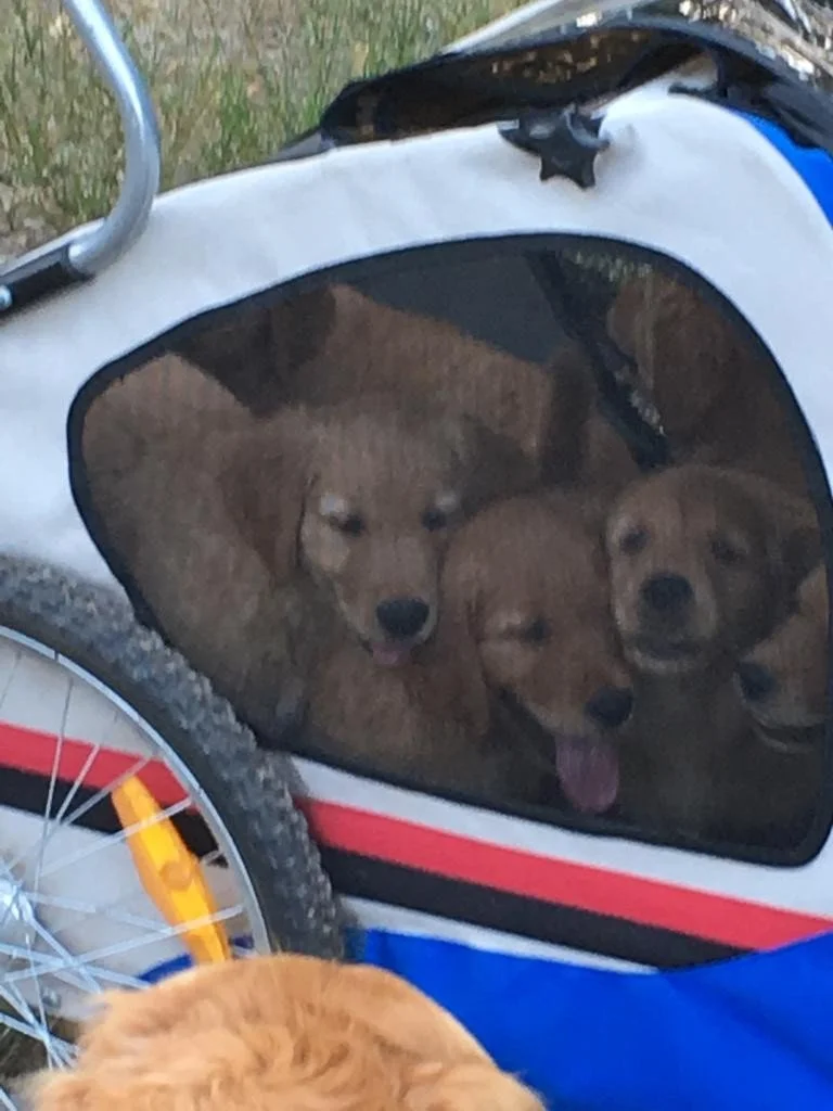 2019-07-02 naar het bos.JPG