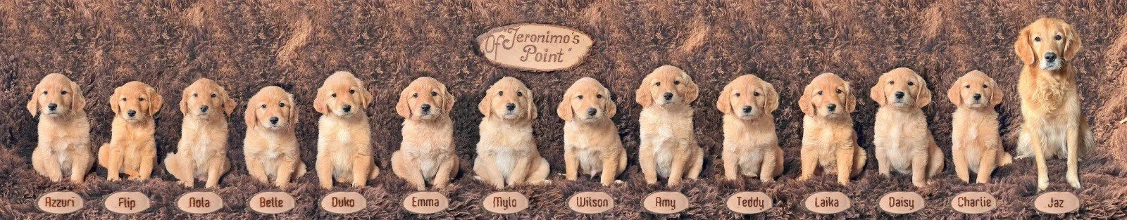 20231206 Jazzy's official.jpg