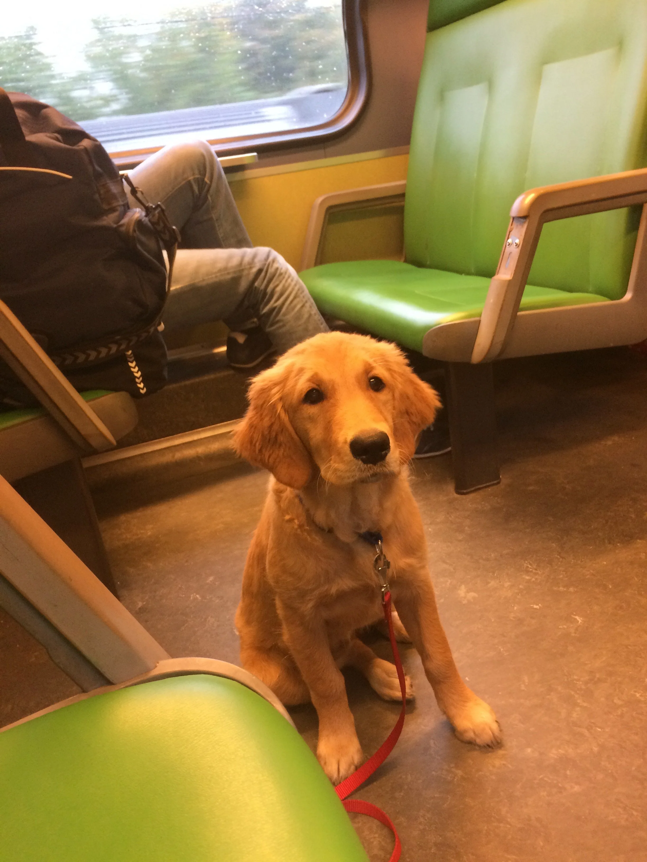 2017-10-09 Jaz  (1).JPG