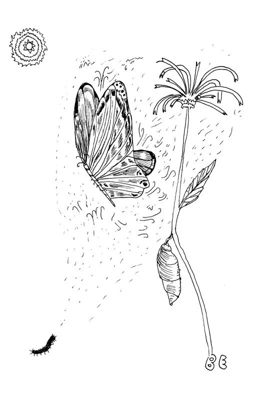 no. 0060 - Metamorphosis