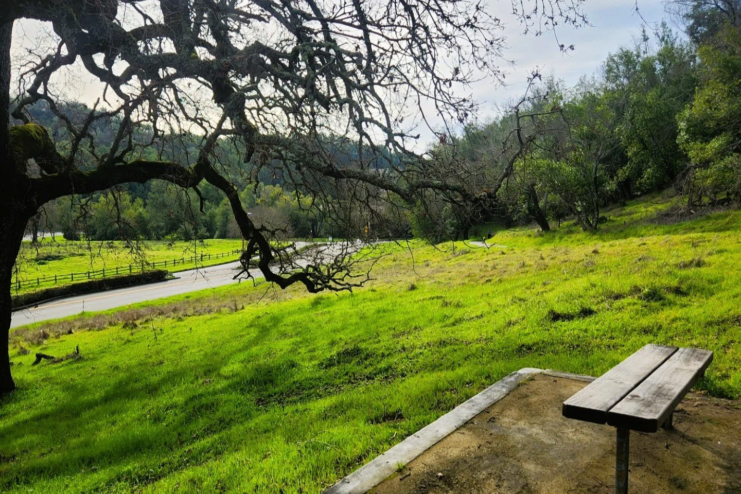 A peaceful countryside scene with a grassy hill, a twisted leafless tree, and a wooden bench on a dirt patch, overlooking a winding road and green landscape with trees and hills in the background.