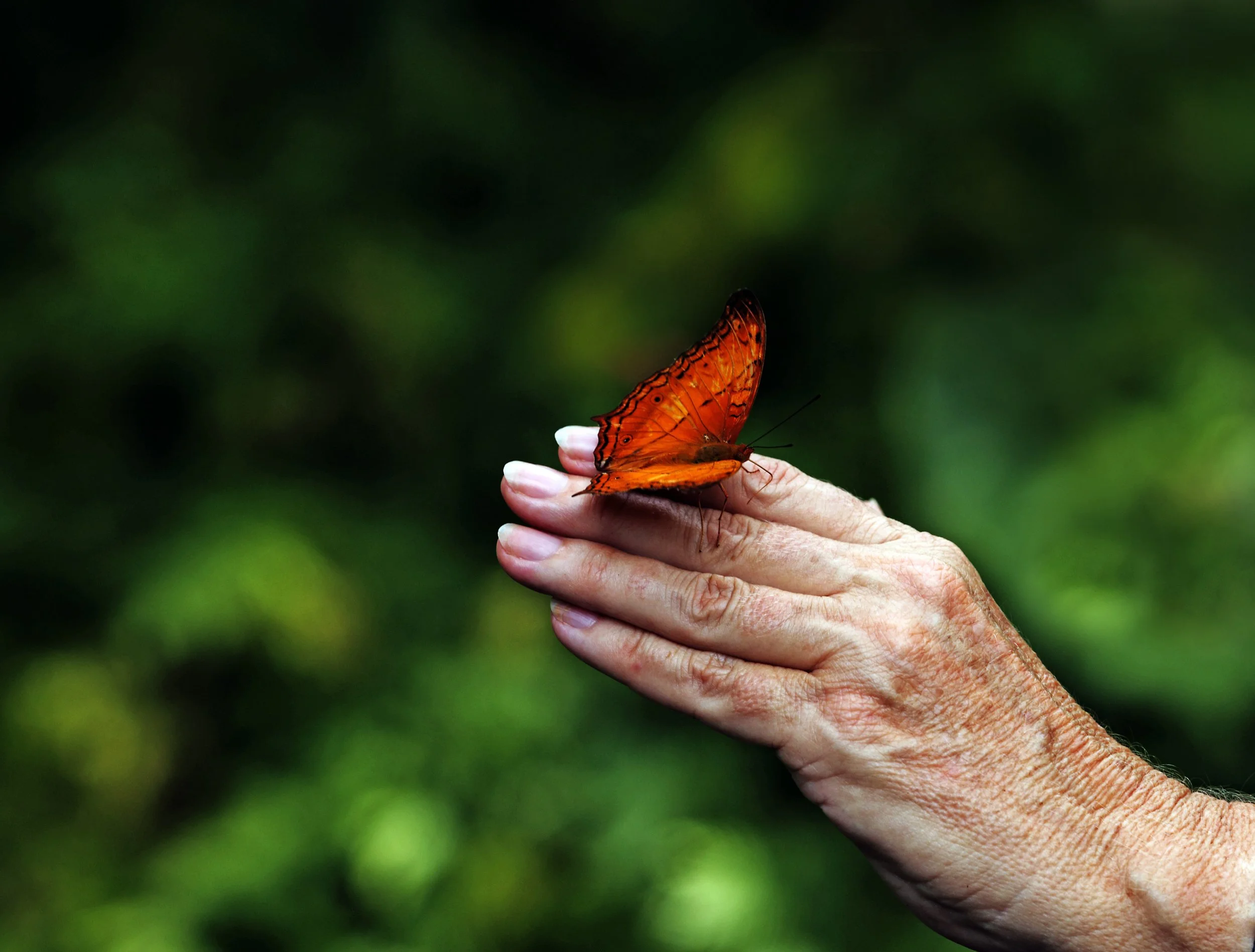 A person with aged hands holds an orange butterfly on their fingers against a blurred green background.