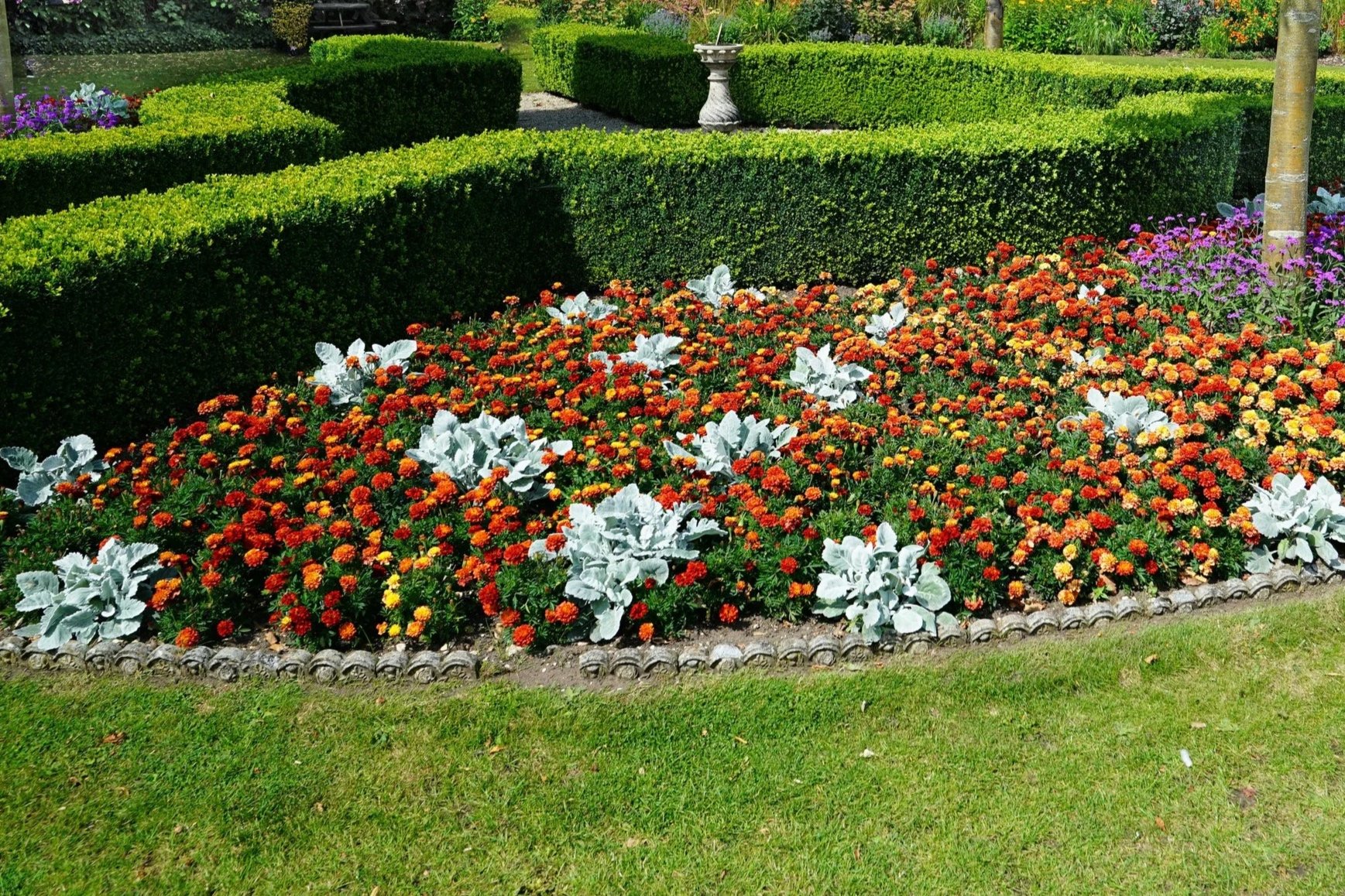 Colorful flower bed with orange, red, and yellow flowers, surrounded by green hedge border and a lush garden with decorative stone bird bath in the background.