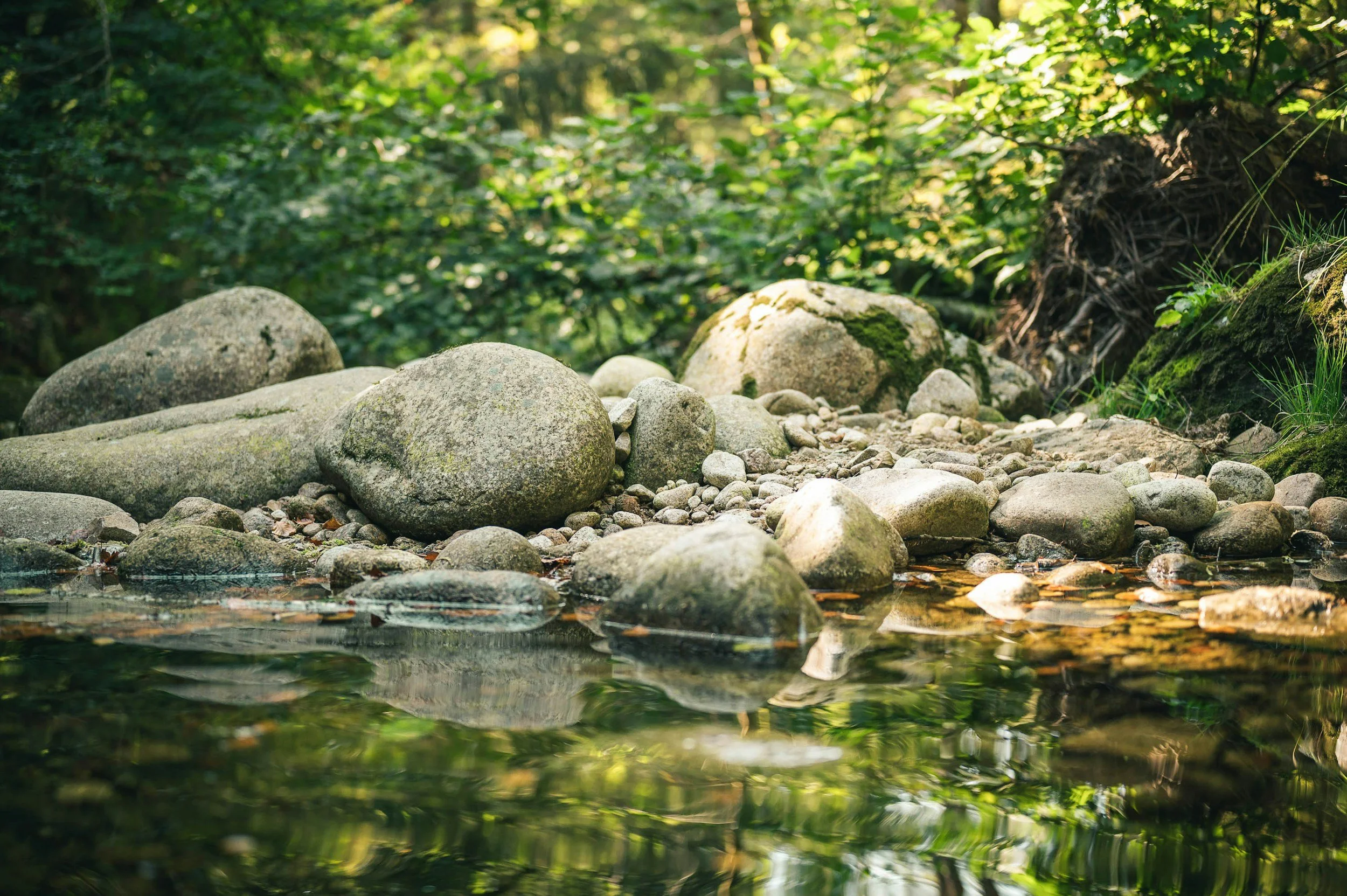 A small creek with rocks and clear water, surrounded by green foliage and trees.