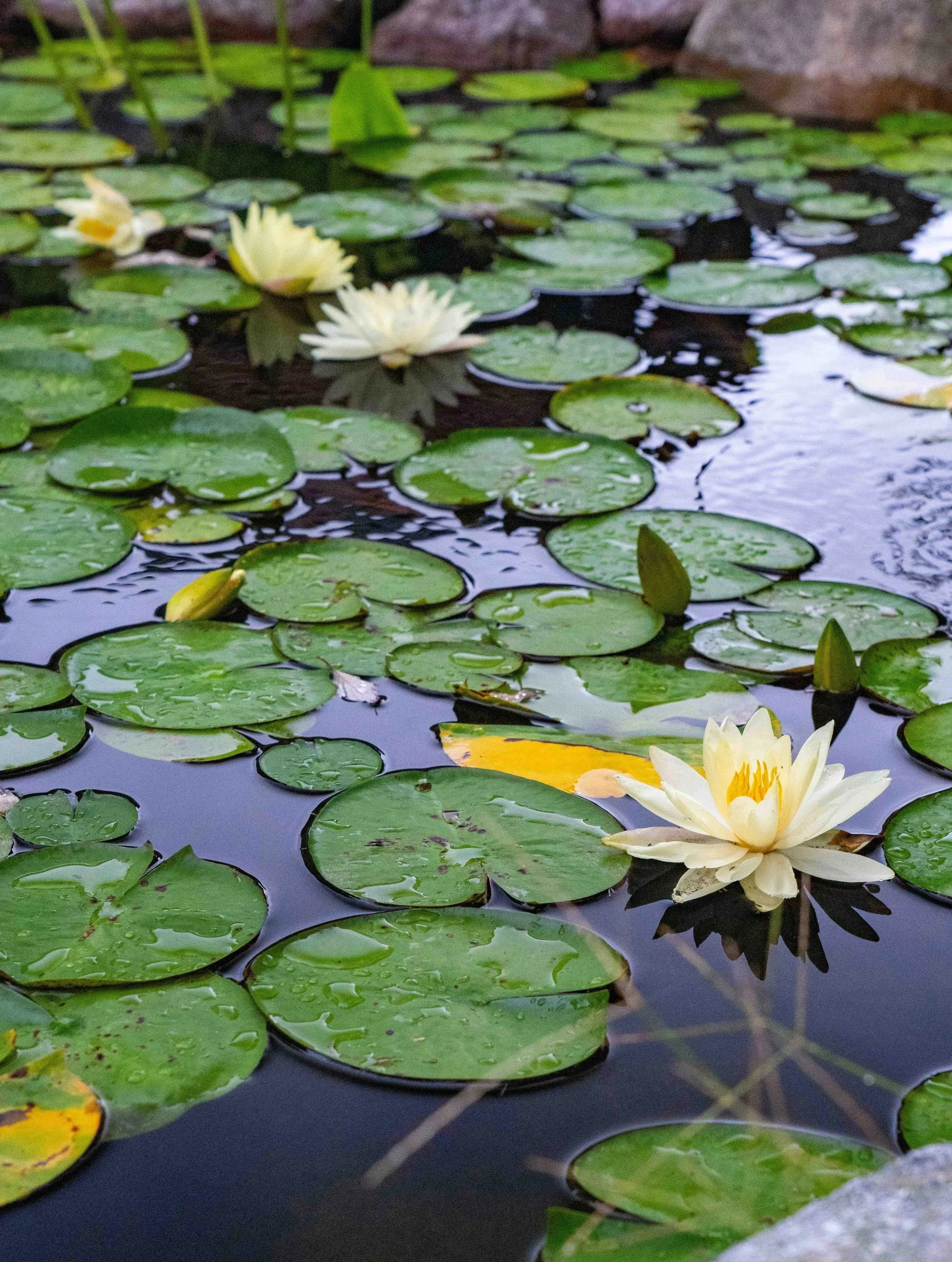 A serene pond with green lily pads and blooming white water lilies, surrounded by rocks.