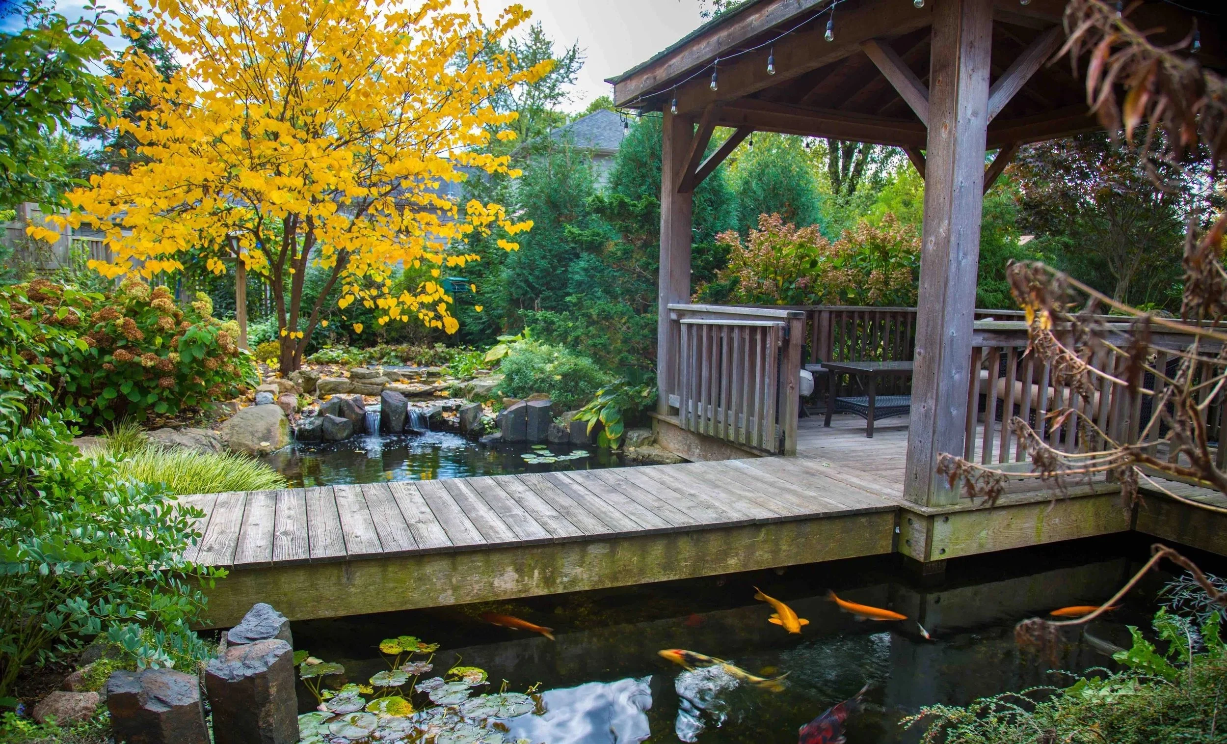 A backyard garden with a pond filled with koi fish, surrounded by lush greenery, a yellow-leaved tree, and a wooden gazebo